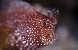 Leopard Blenny , Mabul , Malaysia . The white spots lend ... by Roger Munns 